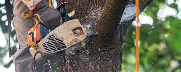 Best Tree Preservation Services  in Antioch, IL