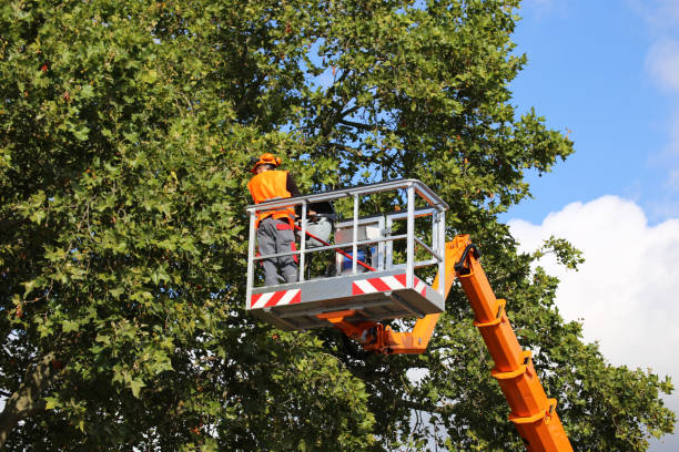Best Storm Damage Tree Cleanup  in Antioch, IL